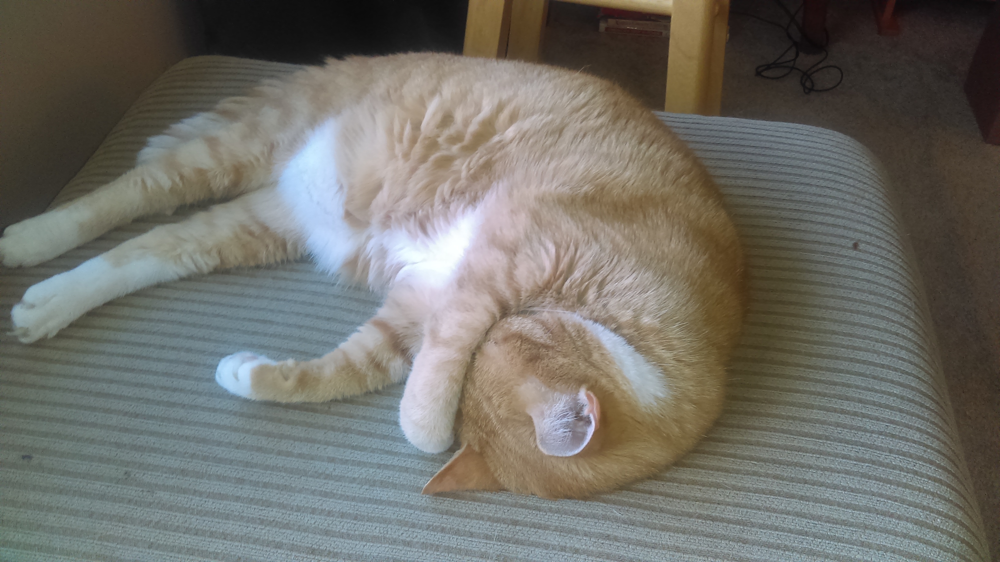 An orange and white cat sleeping with a paw over her eyes.